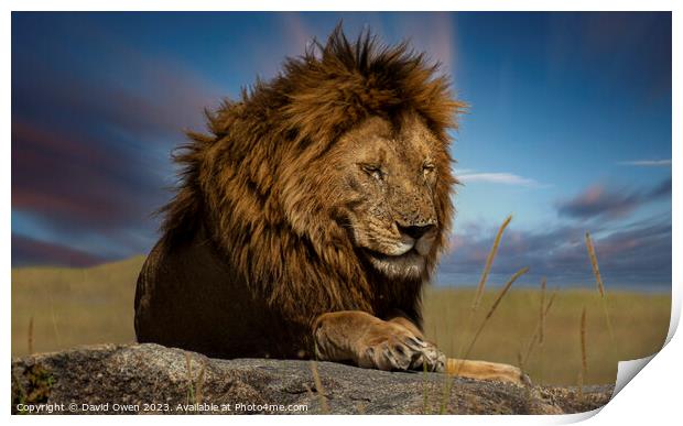 Serengeti's Mighty Hunter Print by David Owen