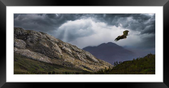 SOARING OVER WILDERNESSE - A GOLDEN EAGLE IN THE SCOTTISH HIGHLANDS Framed Mounted Print by Tony Sharp LRPS CPAGB