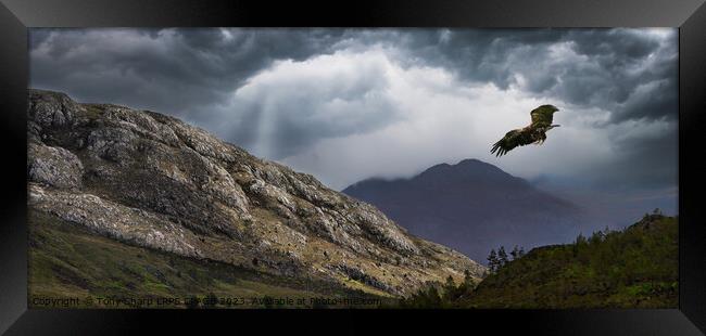 SOARING OVER WILDERNESSE - A GOLDEN EAGLE IN THE SCOTTISH HIGHLANDS Framed Print by Tony Sharp LRPS CPAGB