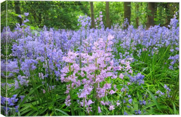 Not all Bluebells are blue! Canvas Print by Jim Jones