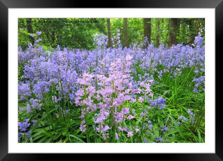 Not all Bluebells are blue! Framed Mounted Print by Jim Jones