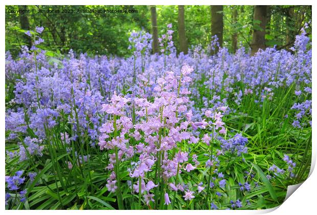 Not all Bluebells are blue! Print by Jim Jones