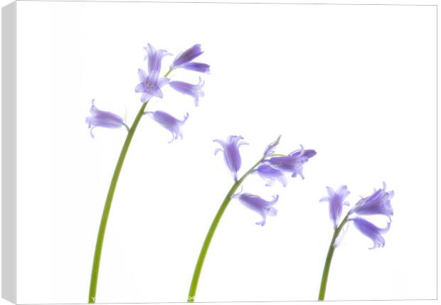 March Bluebells Canvas Print by Stephen Young