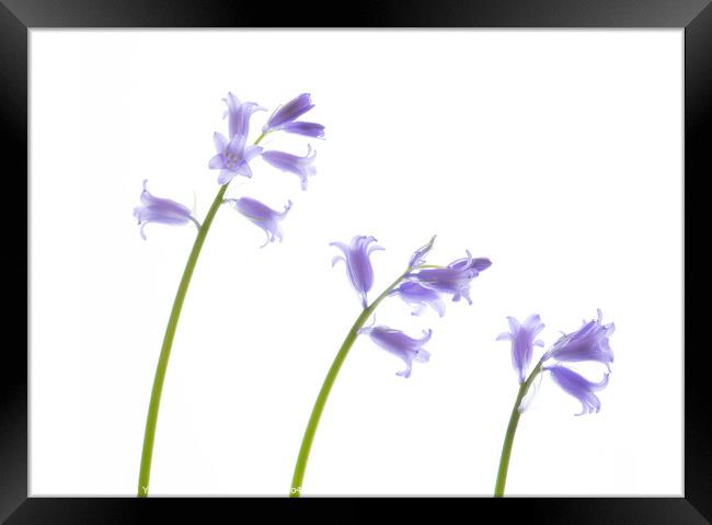 March Bluebells Framed Print by Stephen Young
