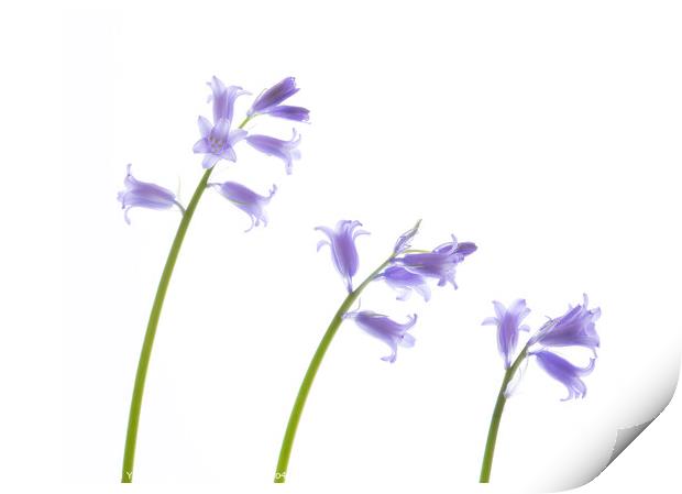 March Bluebells Print by Stephen Young