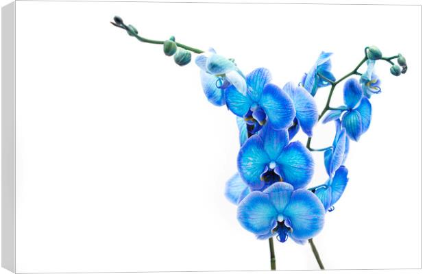 Electric Blue Orchid Canvas Print by Stephen Young