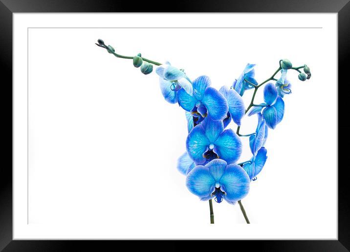Electric Blue Orchid Framed Mounted Print by Stephen Young