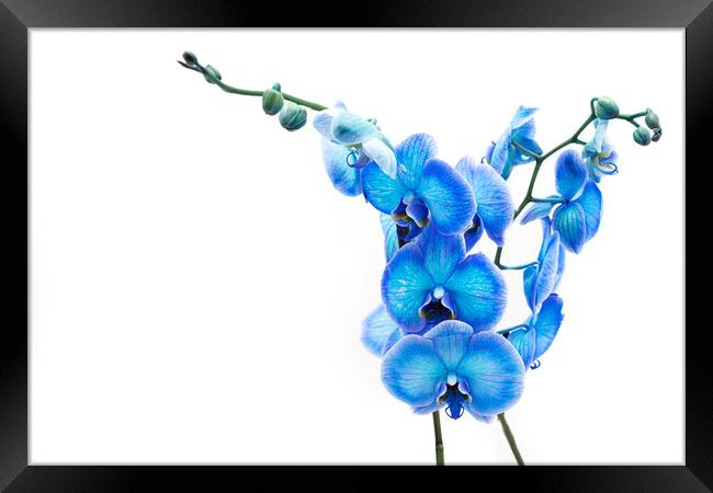 Electric Blue Orchid Framed Print by Stephen Young