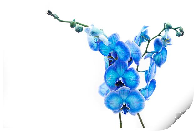 Electric Blue Orchid Print by Stephen Young
