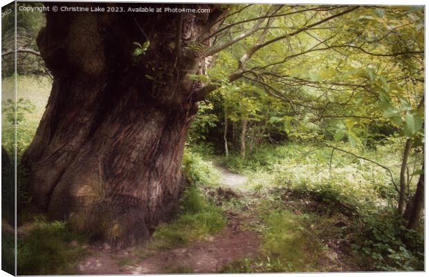 The Magic Of Nature 2 Canvas Print by Christine Lake