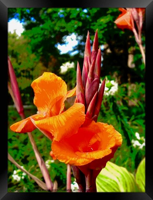 Orange flower Framed Print by Stephanie Moore