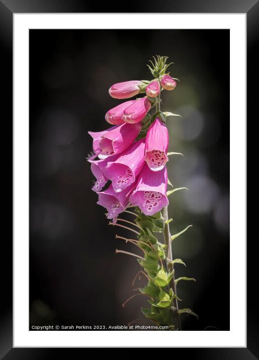 Foxgloves Framed Mounted Print by Sarah Perkins