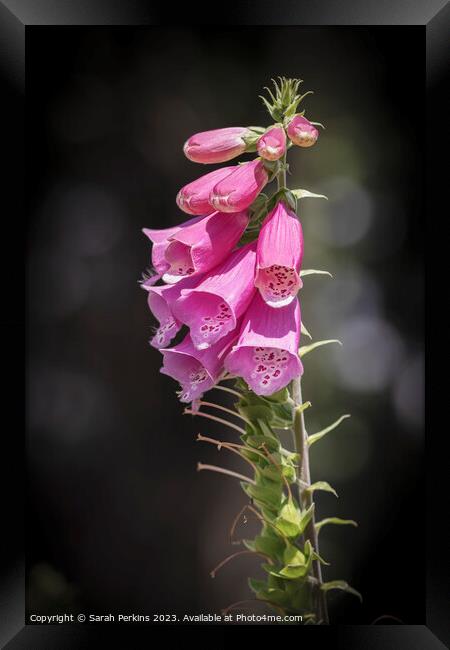 Foxgloves Framed Print by Sarah Perkins