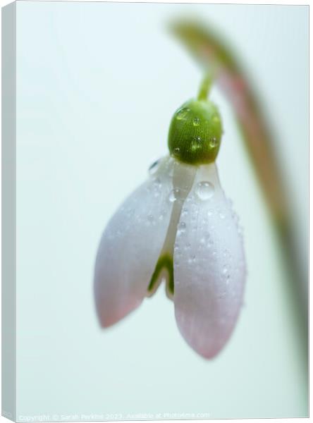 Dew covered Snowdrop Canvas Print by Sarah Perkins