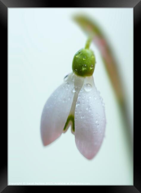 Dew covered Snowdrop Framed Print by Sarah Perkins