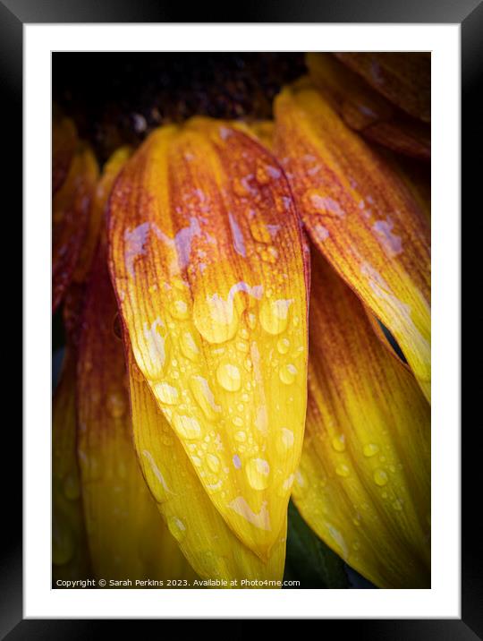 Waterdroplets on a Sunflower petal Framed Mounted Print by Sarah Perkins