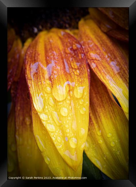 Waterdroplets on a Sunflower petal Framed Print by Sarah Perkins