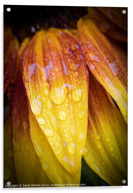 Waterdroplets on a Sunflower petal Acrylic by Sarah Perkins