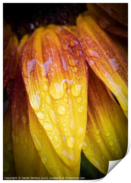 Waterdroplets on a Sunflower petal Print by Sarah Perkins