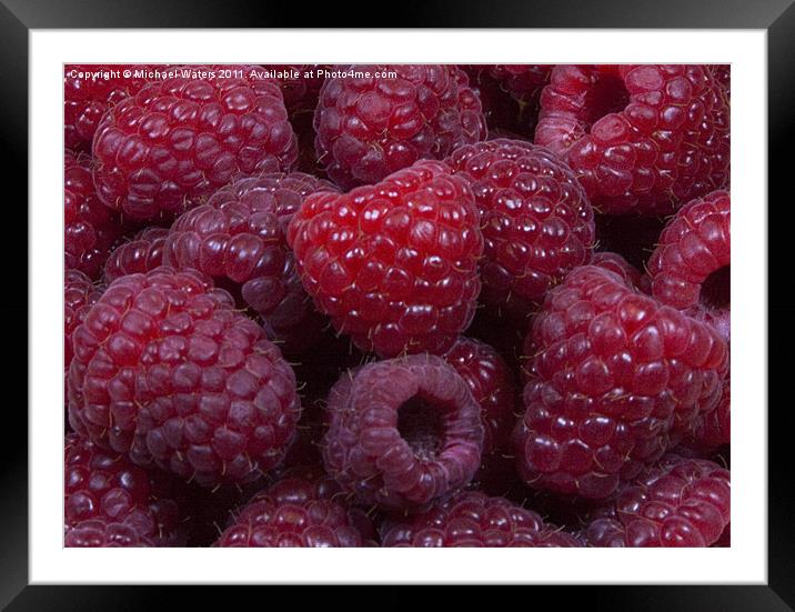 Red Raspberries Framed Mounted Print by Michael Waters Photography