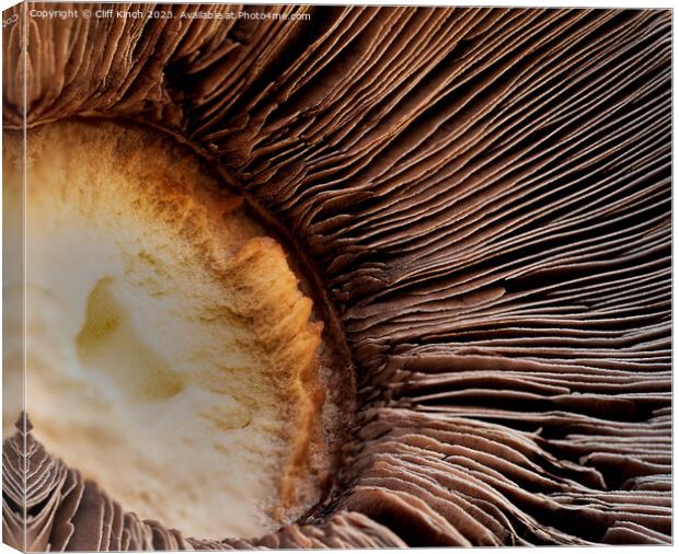 Mushroom abstract Canvas Print by Cliff Kinch