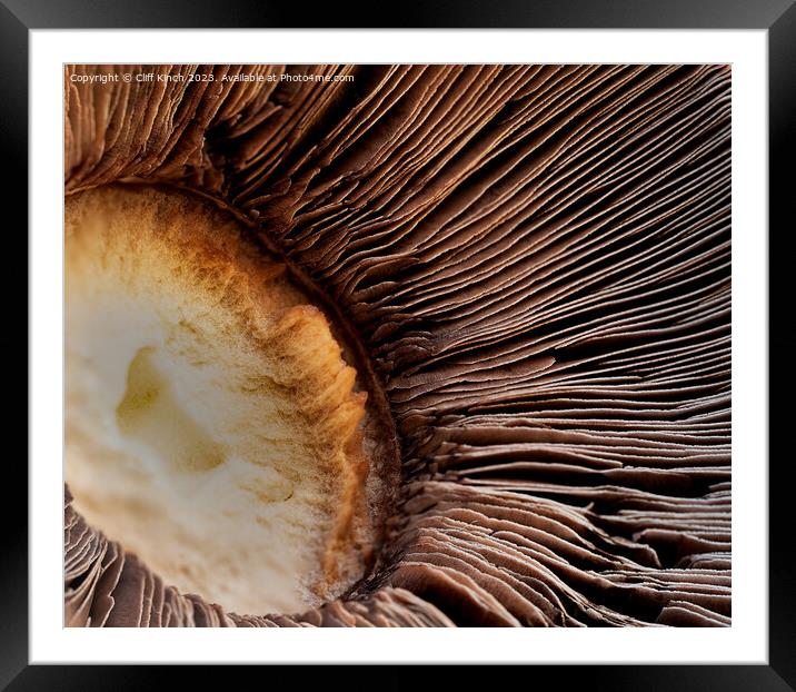 Mushroom abstract Framed Mounted Print by Cliff Kinch