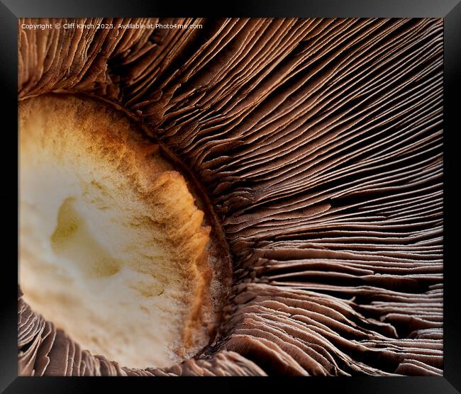 Mushroom abstract Framed Print by Cliff Kinch