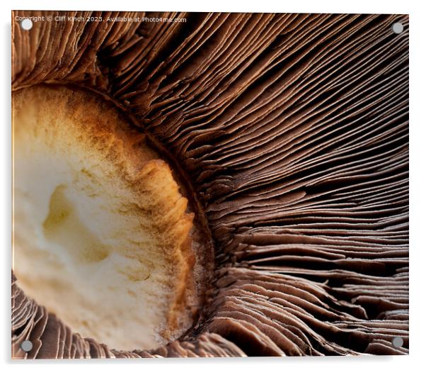 Mushroom abstract Acrylic by Cliff Kinch