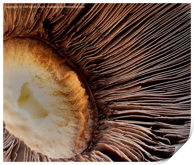 Mushroom abstract Print by Cliff Kinch
