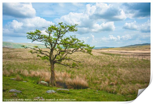 Moorland Tree on the path to Skeggles Water Print by Philip Baines