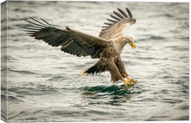 Sea Eagle locked on Canvas Print by Clive Ingram
