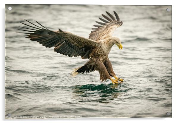 Sea Eagle locked on Acrylic by Clive Ingram