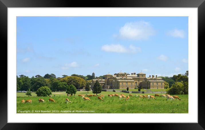 Graceful Fallow Deer at Holkham Hall Framed Mounted Print by Rick Bowden