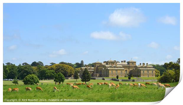 Graceful Fallow Deer at Holkham Hall Print by Rick Bowden