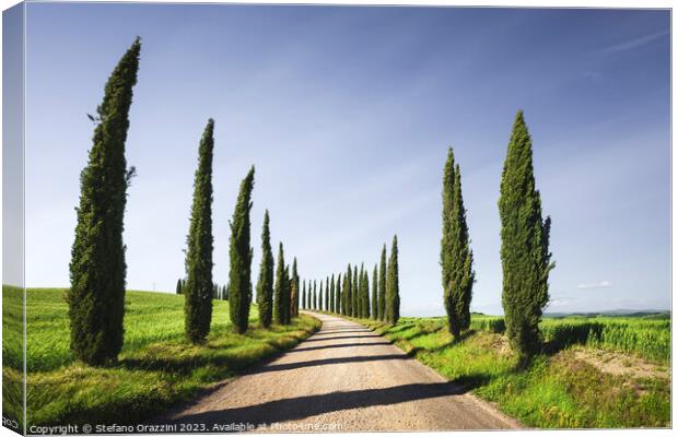 Cypress Trees and gravel road in Tuscany, Italy Canvas Print by Stefano Orazzini