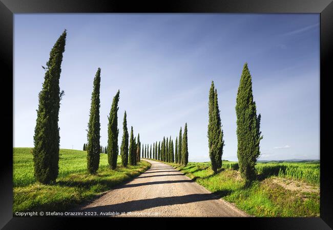 Cypress Trees and gravel road in Tuscany, Italy Framed Print by Stefano Orazzini