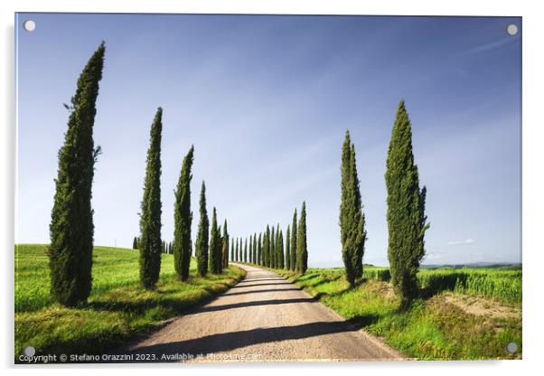 Cypress Trees and gravel road in Tuscany, Italy Acrylic by Stefano Orazzini