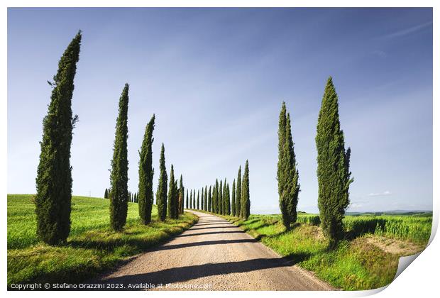 Cypress Trees and gravel road in Tuscany, Italy Print by Stefano Orazzini