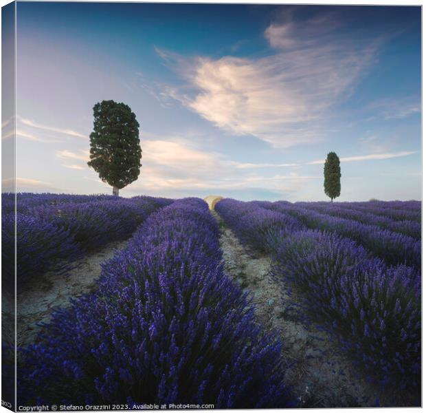 Lavender field and two trees. Tuscany, Italy Canvas Print by Stefano Orazzini