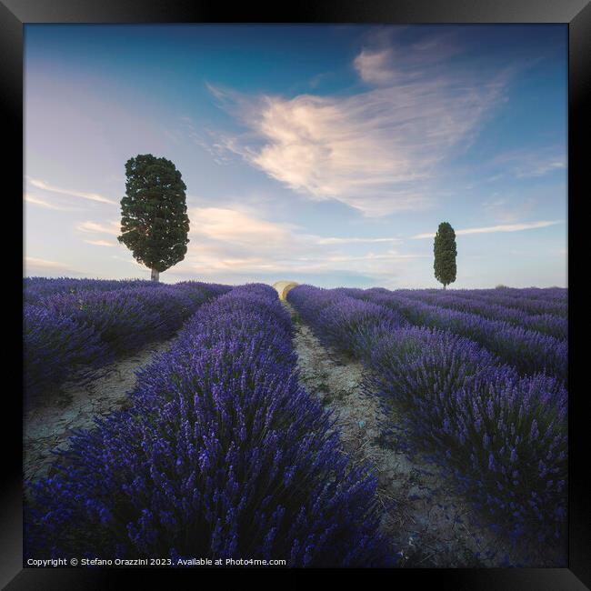 Lavender field and two trees. Tuscany, Italy Framed Print by Stefano Orazzini