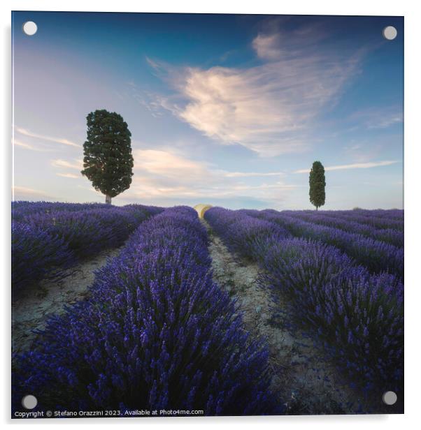Lavender field and two trees. Tuscany, Italy Acrylic by Stefano Orazzini