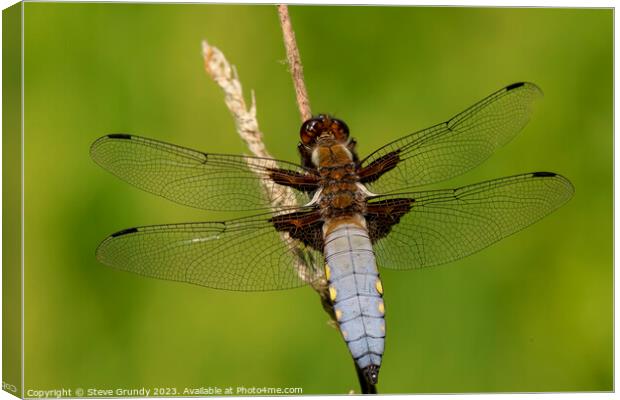Broad Bodied Chaser Dragonfly Canvas Print by Steve Grundy