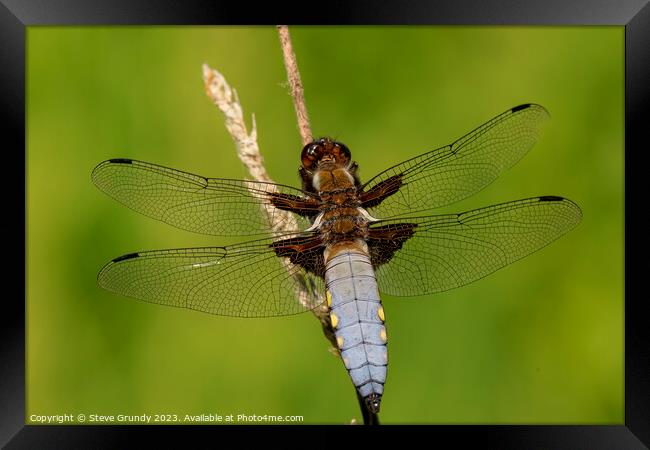 Broad Bodied Chaser Dragonfly Framed Print by Steve Grundy