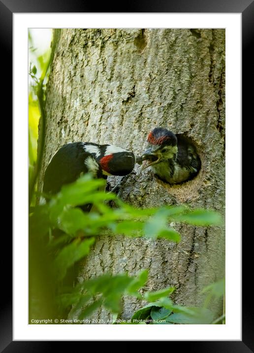 Great Spotted Woodpecker feeding chick Framed Mounted Print by Steve Grundy