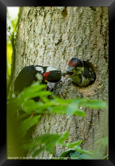 Great Spotted Woodpecker feeding chick Framed Print by Steve Grundy