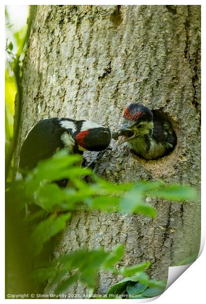 Great Spotted Woodpecker feeding chick Print by Steve Grundy