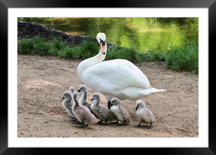 Swan and Cygnets Framed Mounted Print by Susan Snow