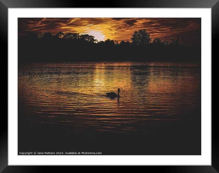 A Swans Silhouette  Framed Mounted Print by Jane Metters