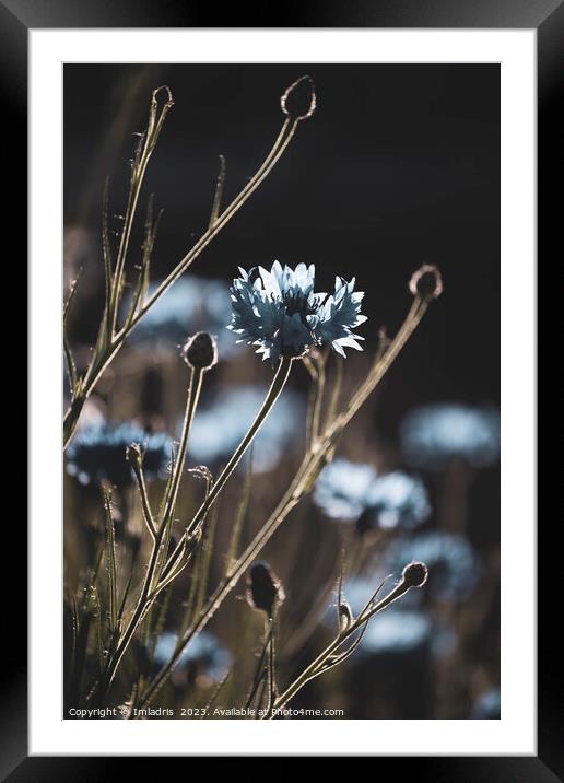 Cornflowers, but different Framed Mounted Print by Imladris 