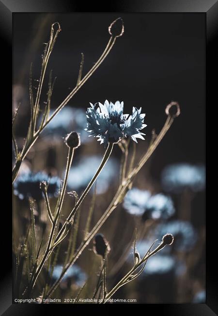 Cornflowers, but different Framed Print by Imladris 